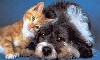Un cane ed un gatto