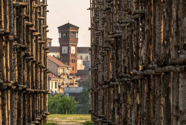 immagine della Cattedrale Vegetale